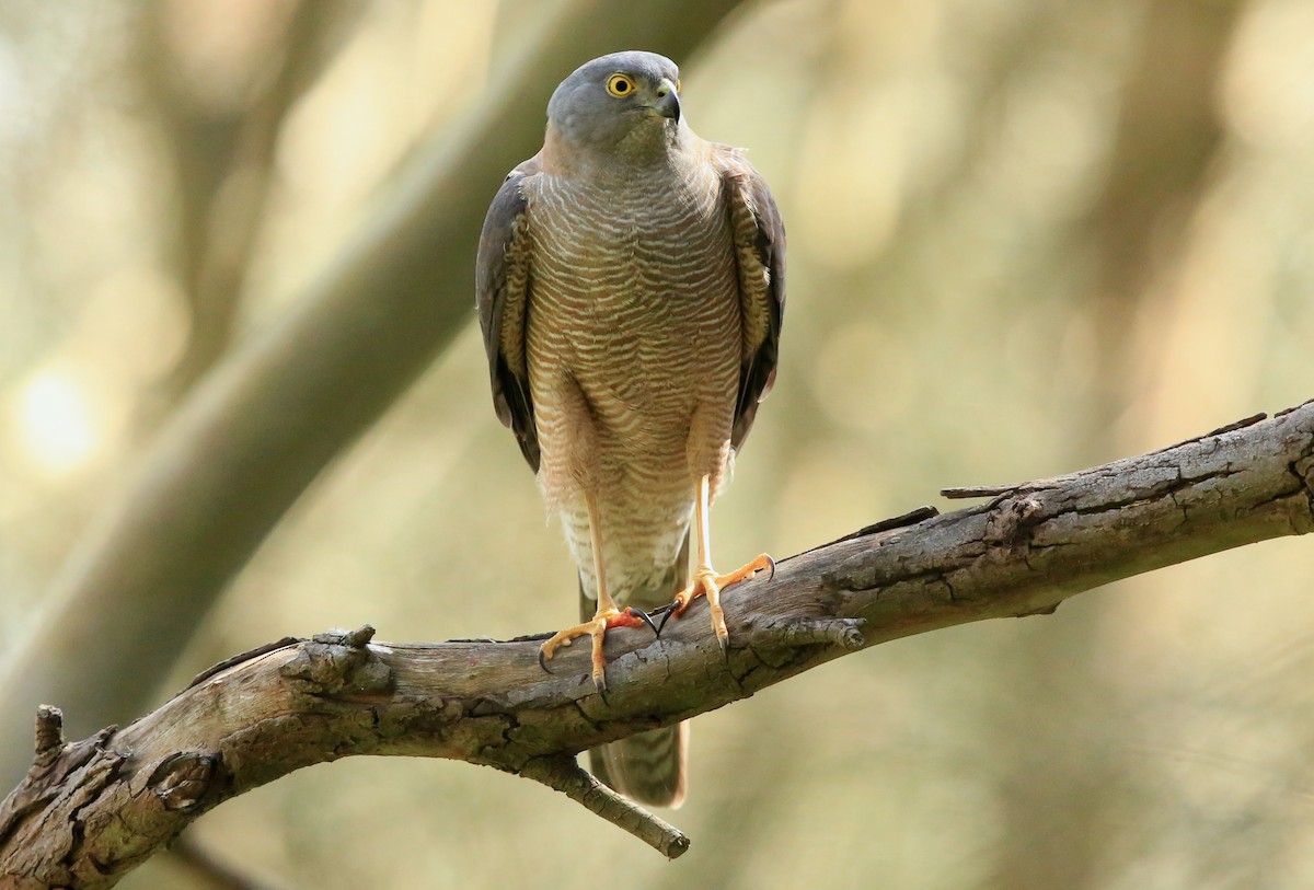 Collared Sparrowhawk - ML71173971