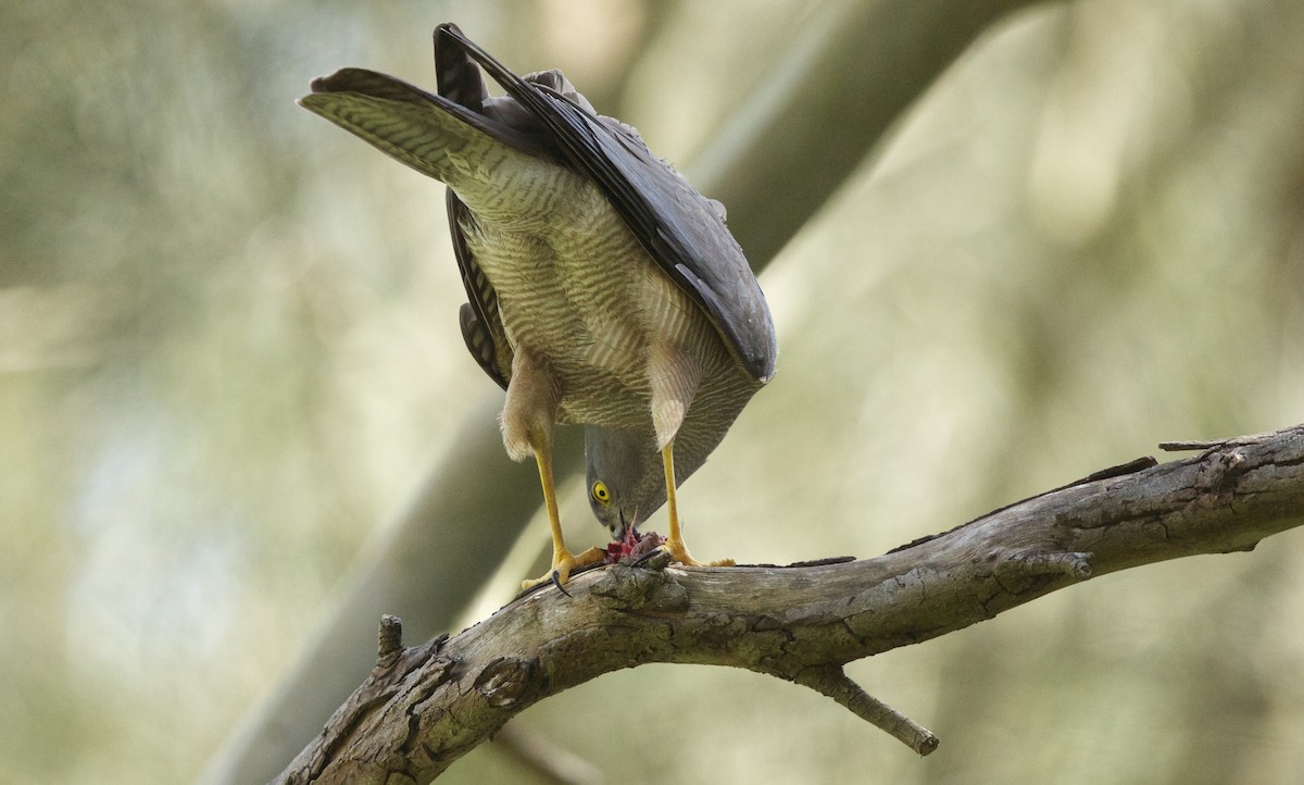 Collared Sparrowhawk - ML71174131