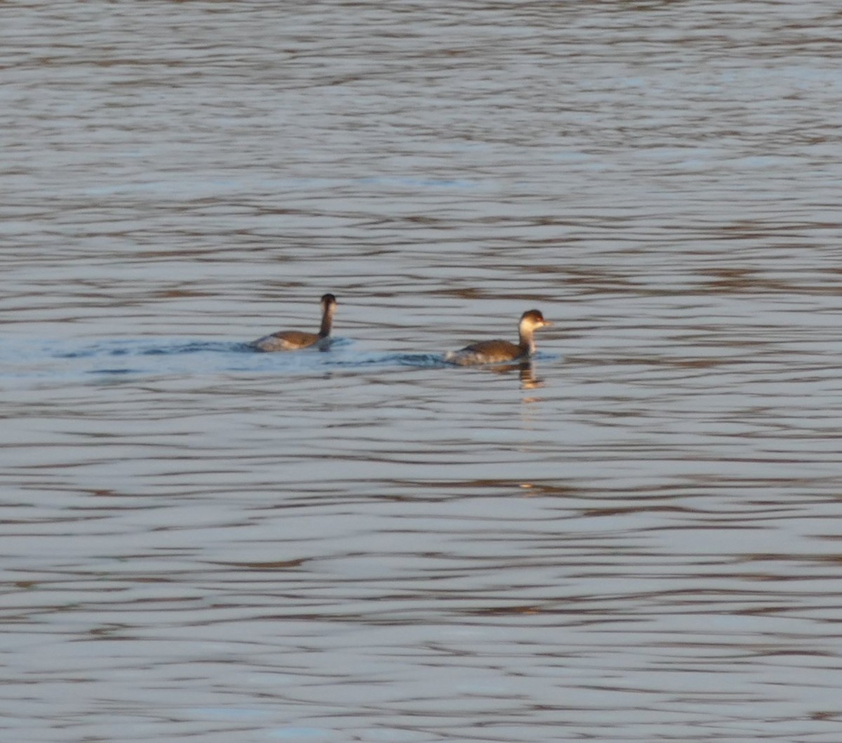 Grèbe à cou noir - ML71175201