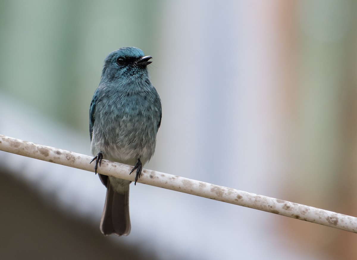 Turquoise Flycatcher - Bill Bacon