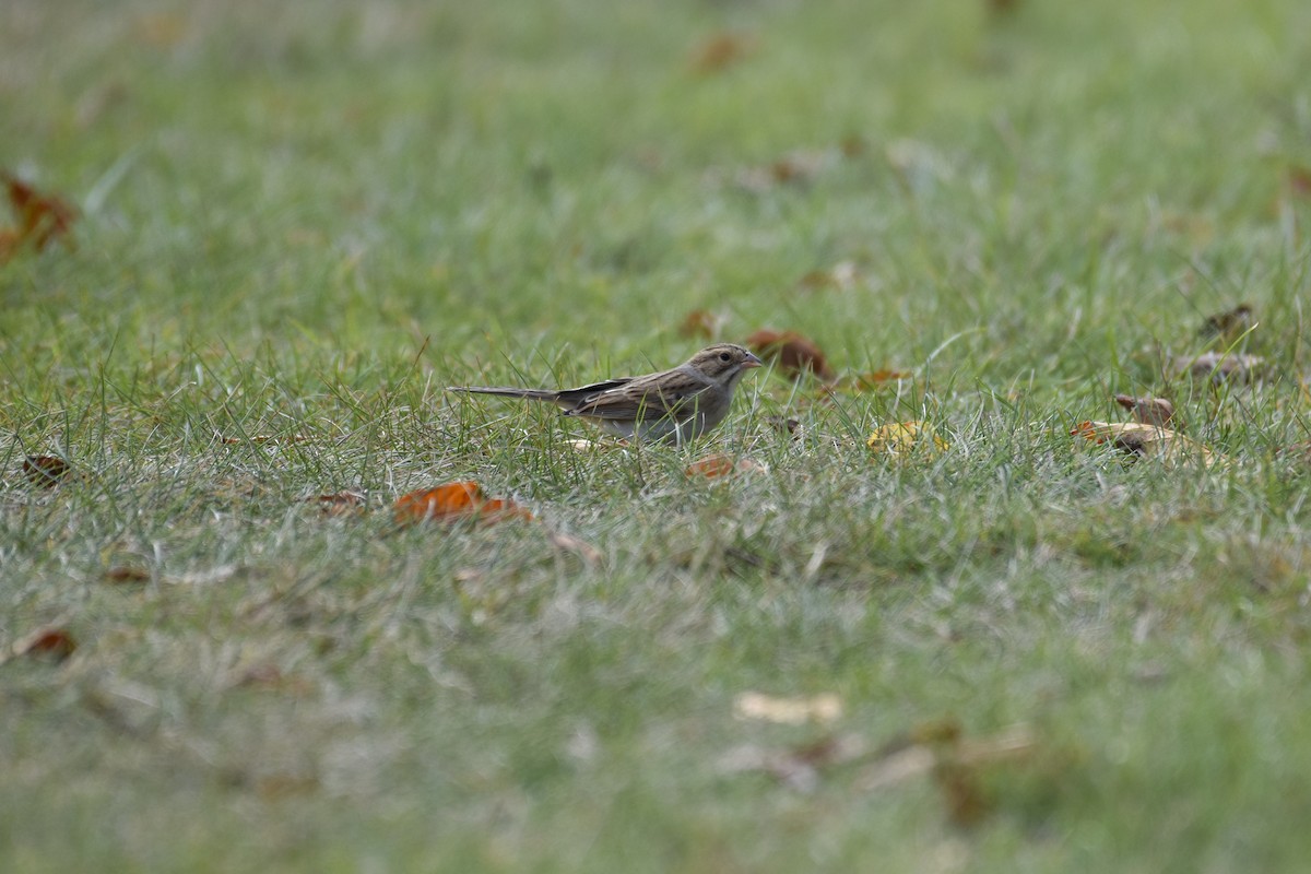 Clay-colored Sparrow - ML71176031