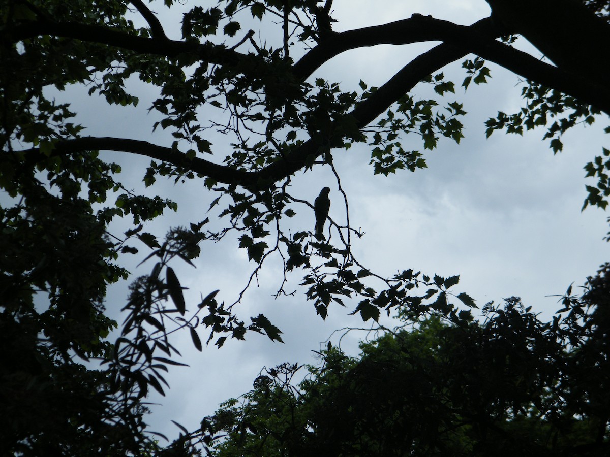 Rose-ringed Parakeet - ML711787