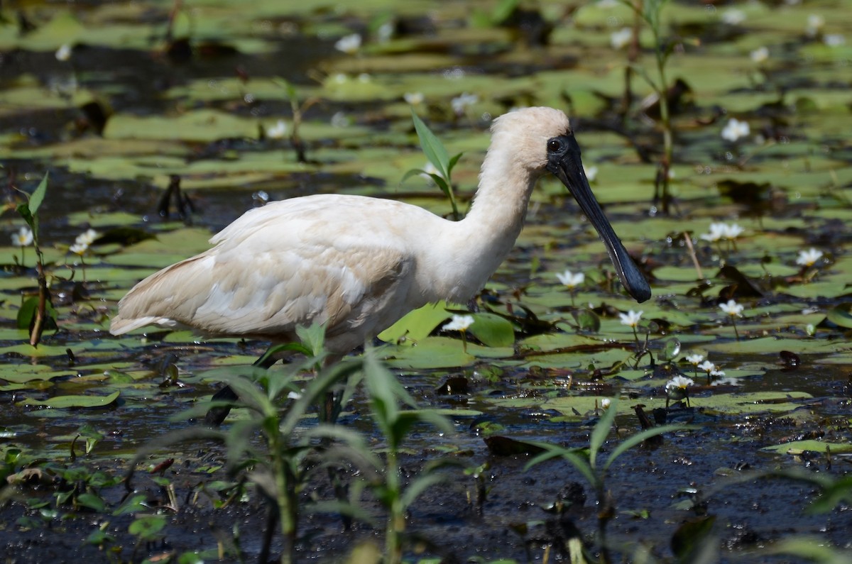 Royal Spoonbill - Stephen Haase