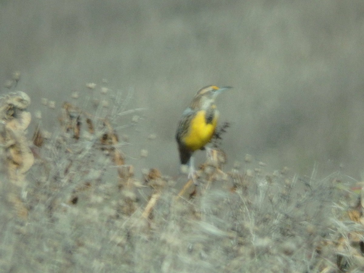 Eastern Meadowlark - ML71179751