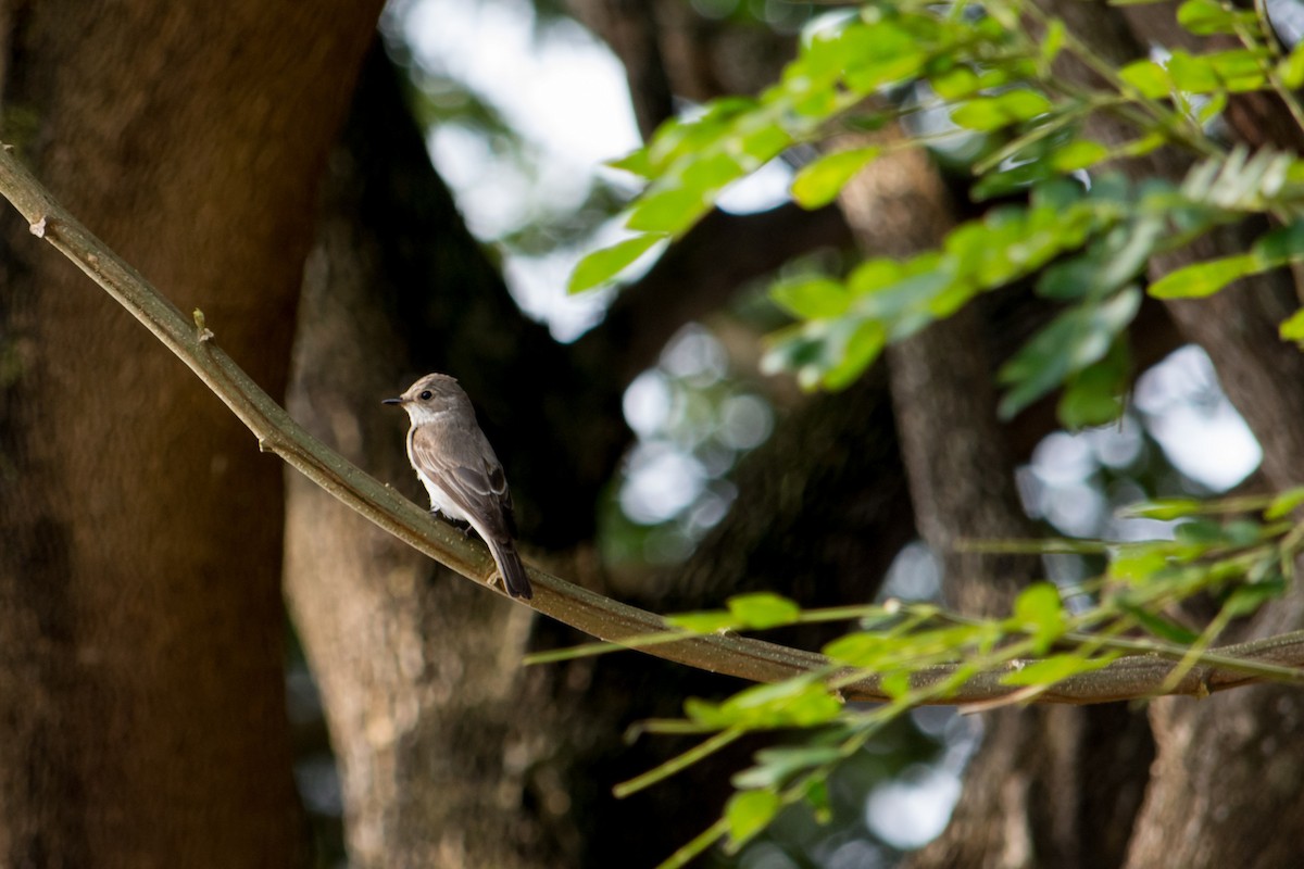 Spotted Flycatcher - Shaurya Rahul Narlanka
