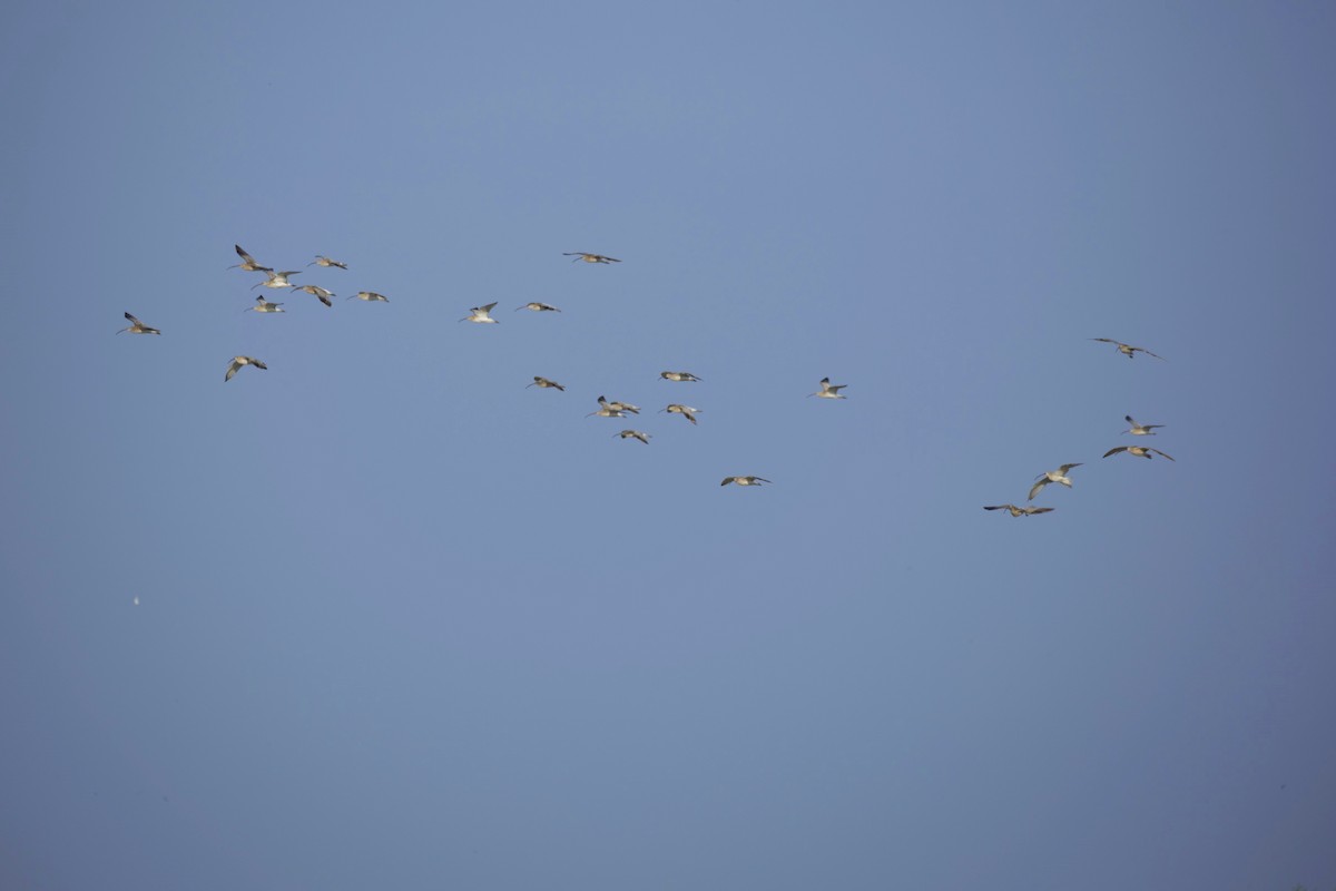 Eurasian Curlew - ML71181981