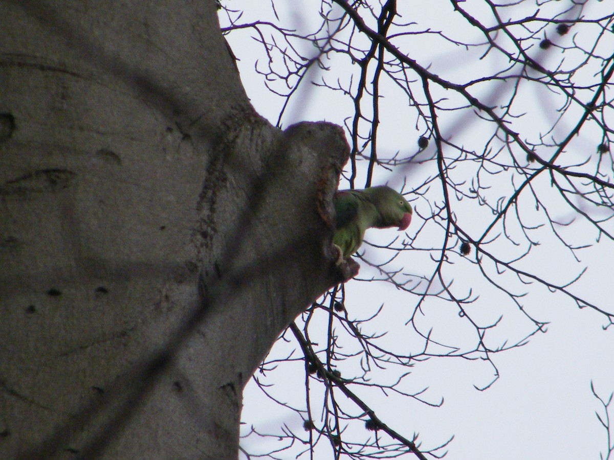 Alexandrine Parakeet - ML711822