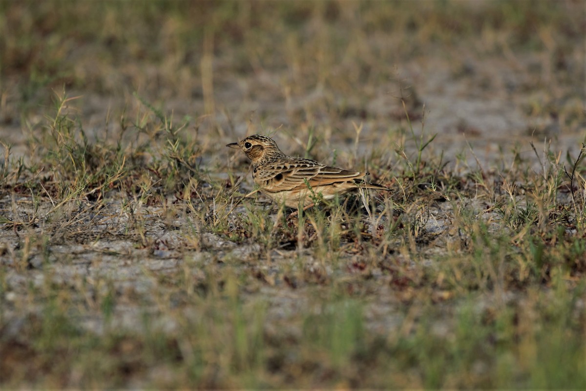 Oriental Skylark - ML71182771