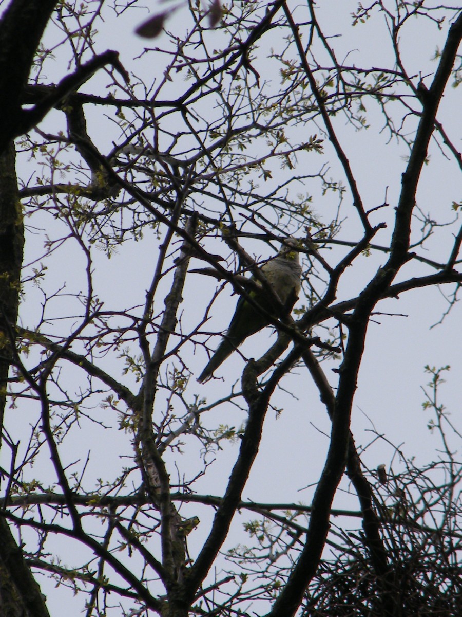 Monk Parakeet (Monk) - ML711837