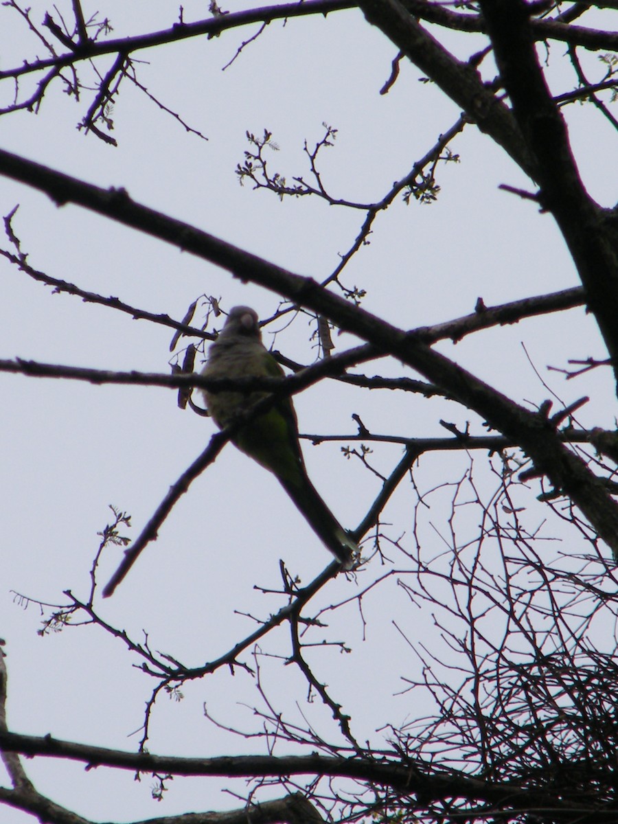 Monk Parakeet (Monk) - Nico Rosseel