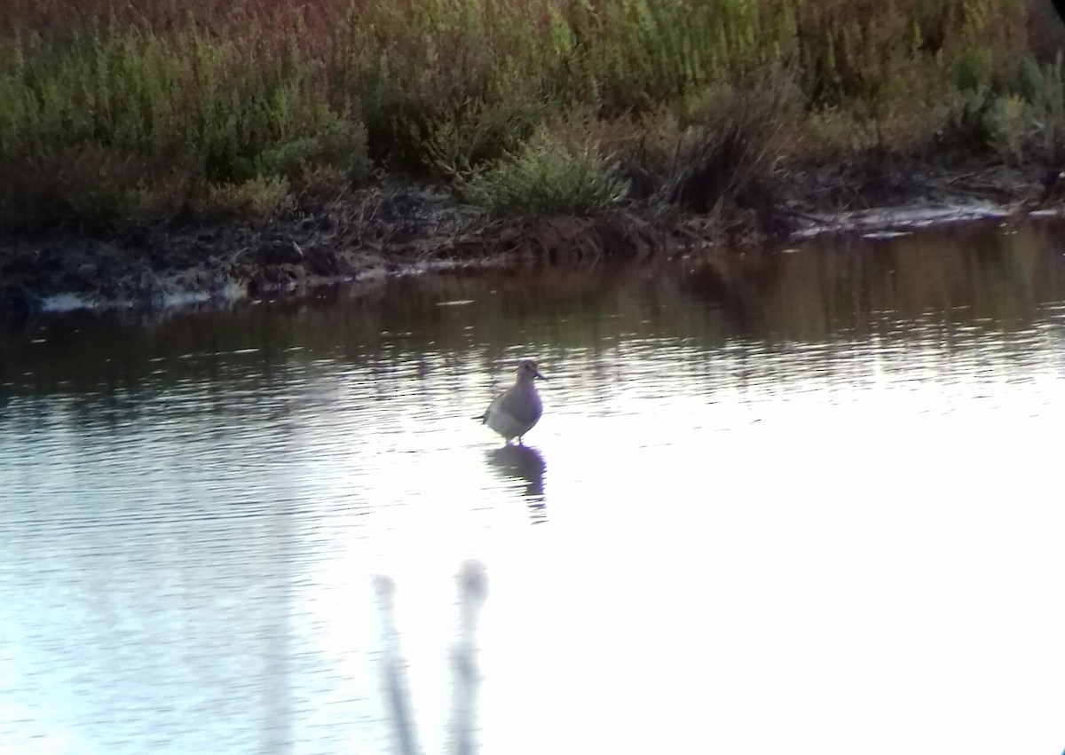 Graubrust-Strandläufer - ML71184331