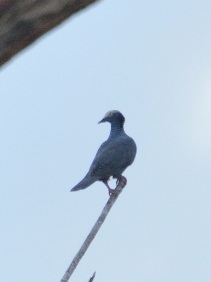 eBird Checklist - 8 Oct 2017 - CSSP-loops to basin - 26 species