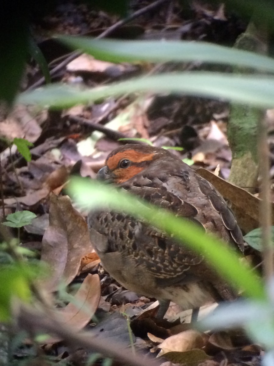 Tawny-faced Quail - ML71184771