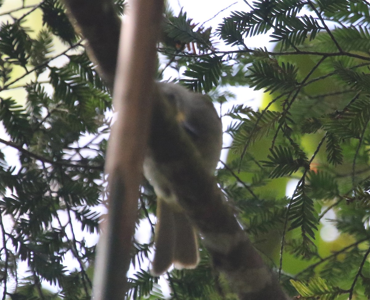 Buru Honeyeater - Gil Ewing