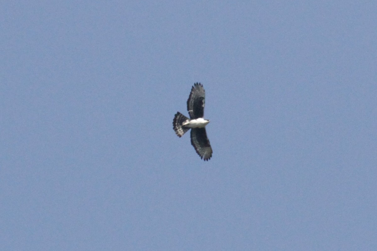 Aigle de Cassin - ML71186121