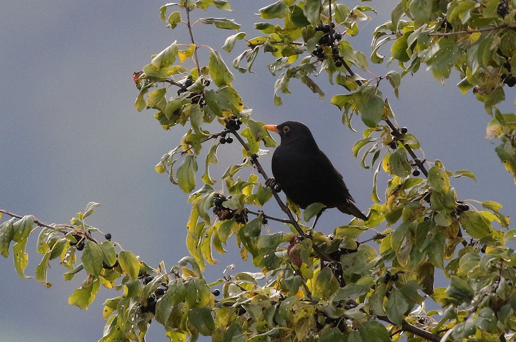 Eurasian Blackbird - ML71186571