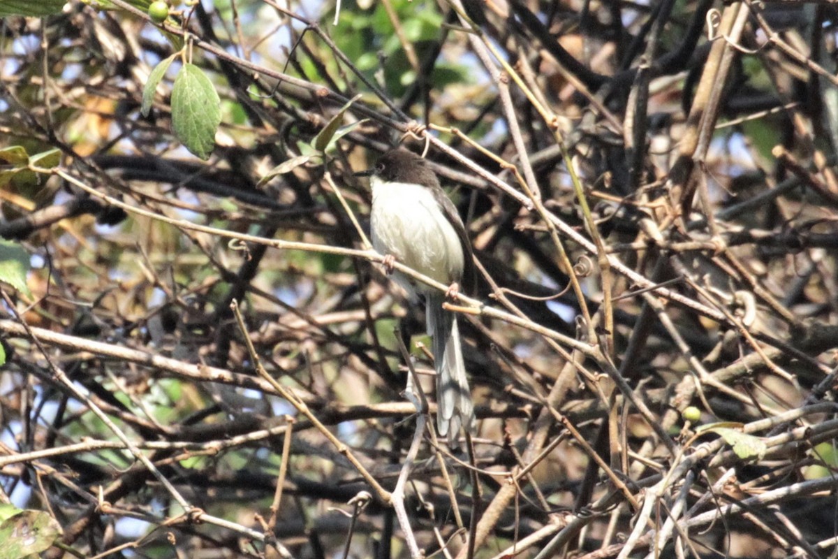 Black-headed Apalis - Charles Davies