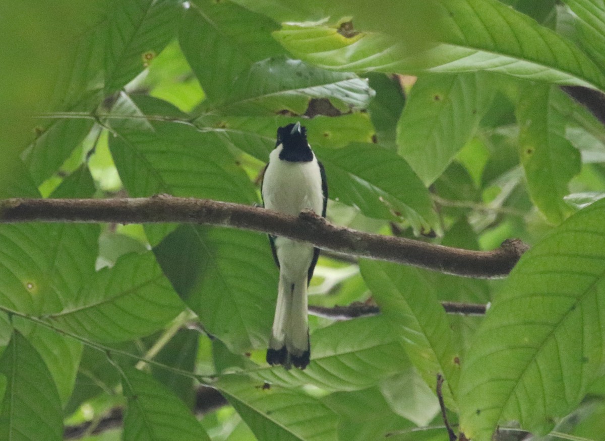 Black-tipped Monarch - ML71186821