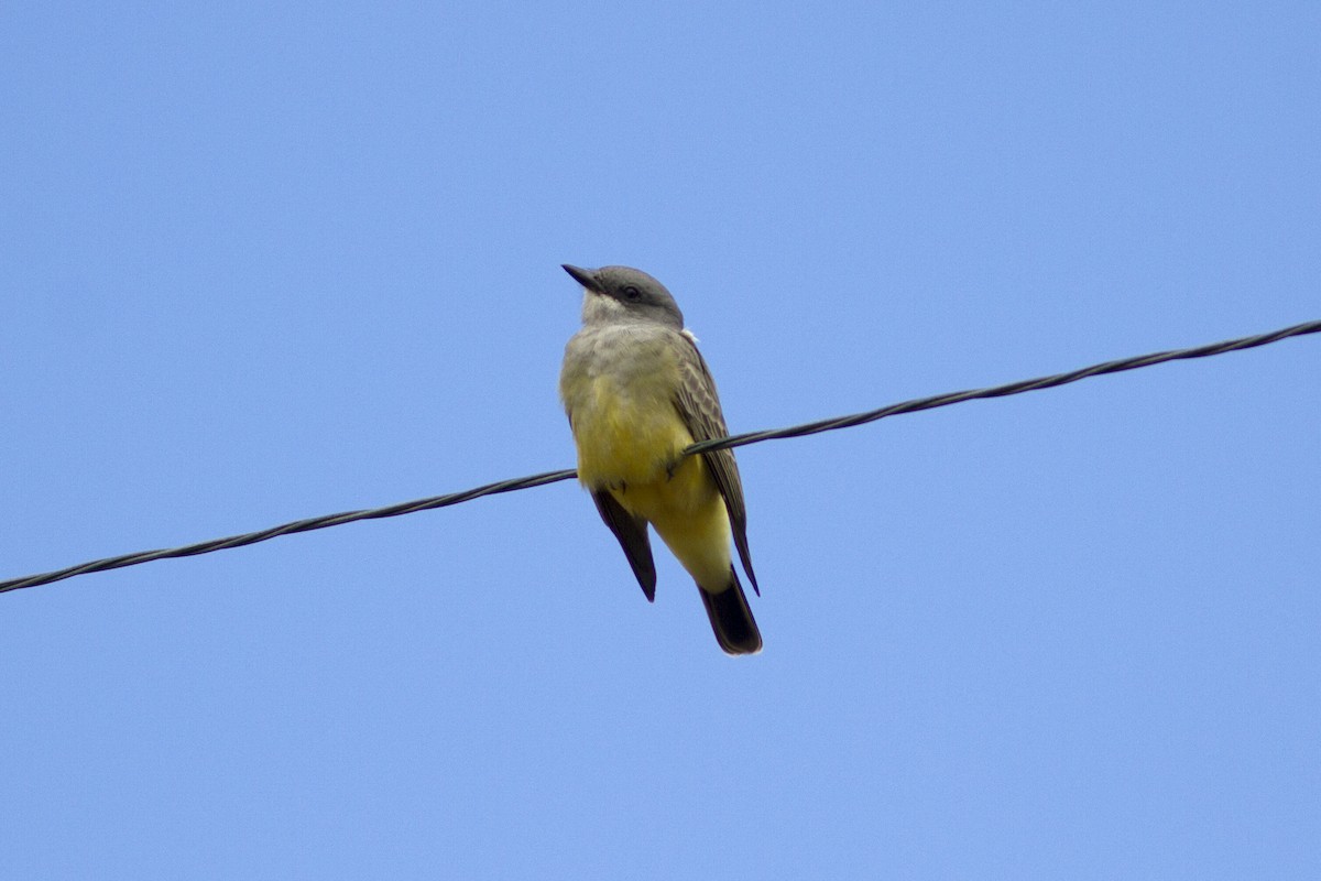 Cassin's Kingbird - ML71187811