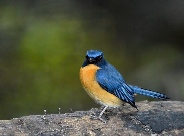 Mangrove Blue Flycatcher - Choy Wai Mun