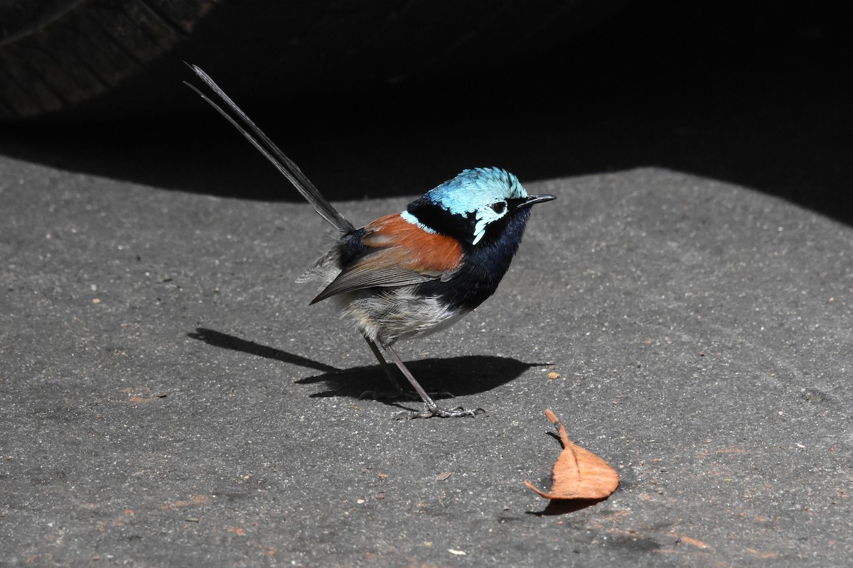 Red-winged Fairywren - ML71188511