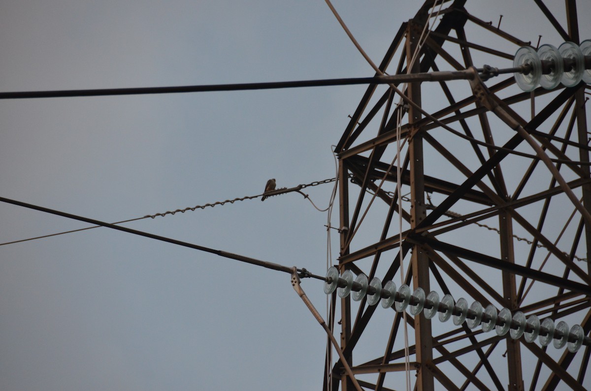 Peregrine Falcon - ML71189021