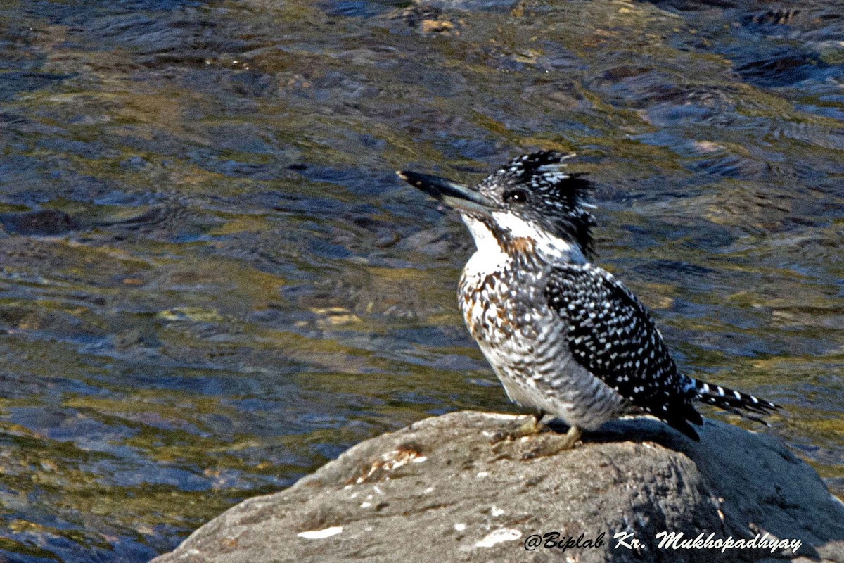 Crested Kingfisher - Biplab kumar Mukhopadhyay