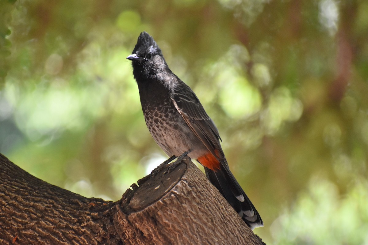 Red-vented Bulbul - Jeff Graham