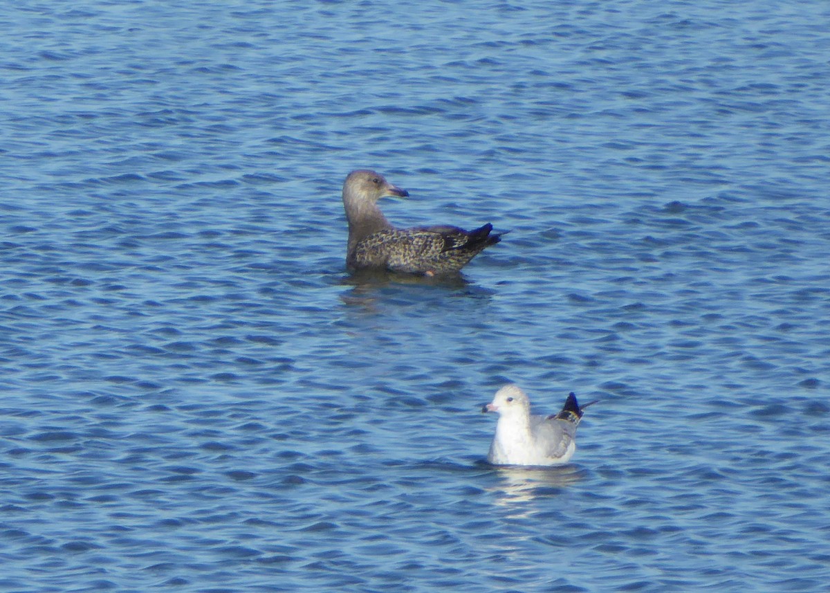 Herring Gull (American) - Jeff Parks