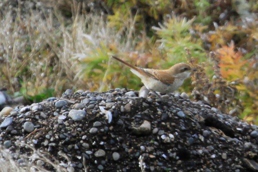 Red-backed Shrike - ML71193611