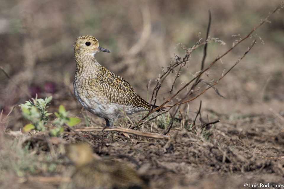 European Golden-Plover - ML71193651