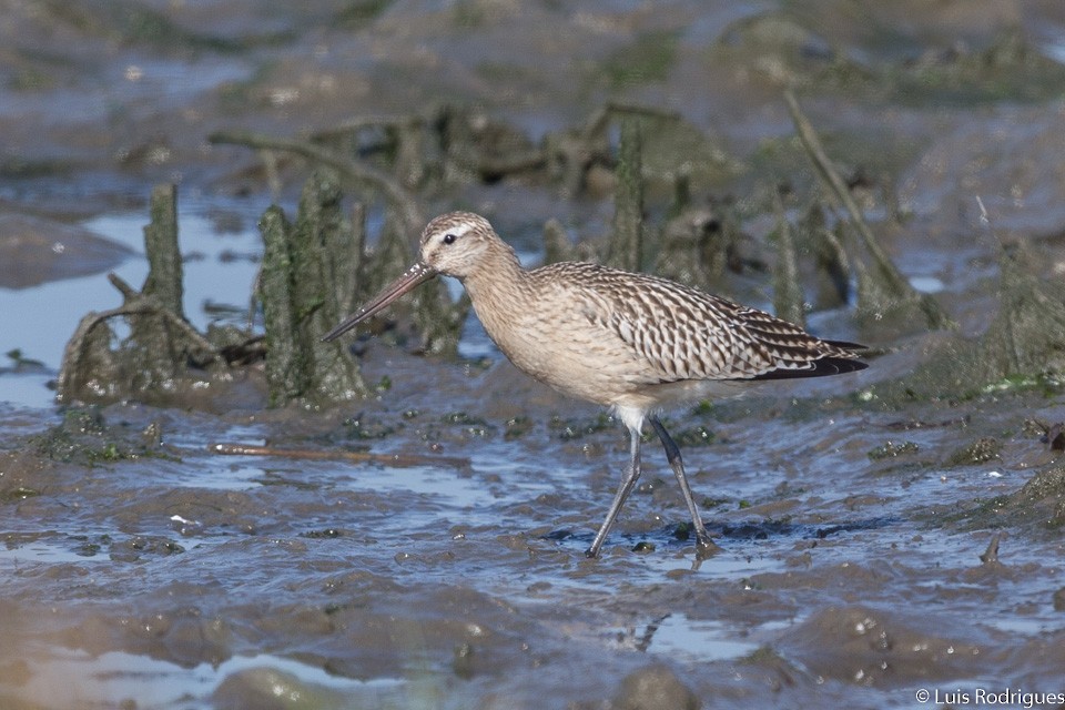 Bar-tailed Godwit - ML71193701