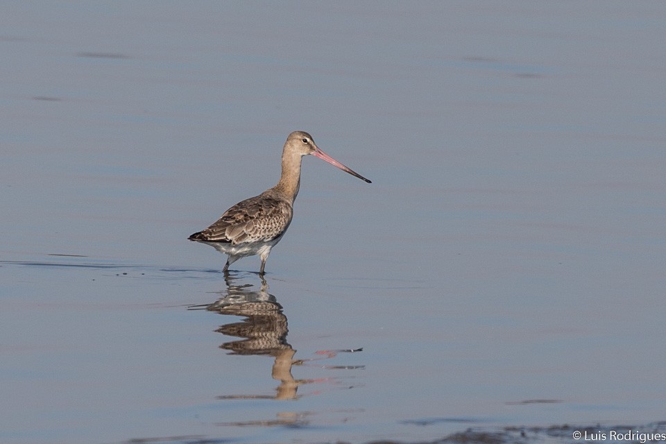 Black-tailed Godwit - ML71193711