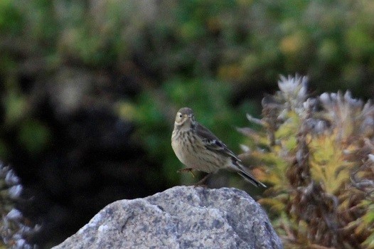 American Pipit (rubescens Group) - ML71195001