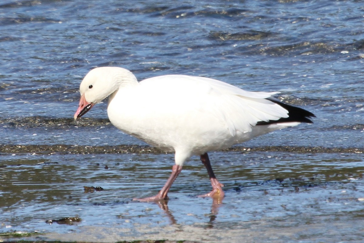 Snow Goose - ML71195901