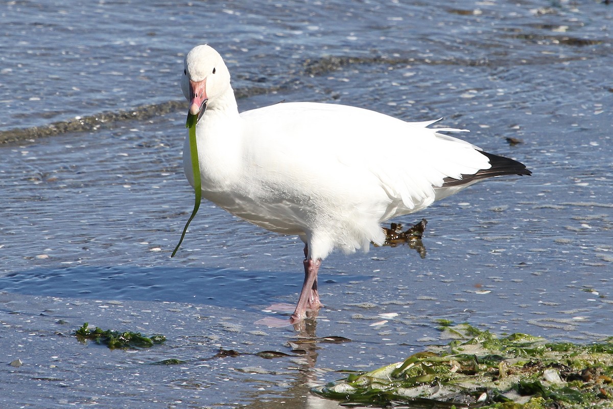 Snow Goose - ML71195981