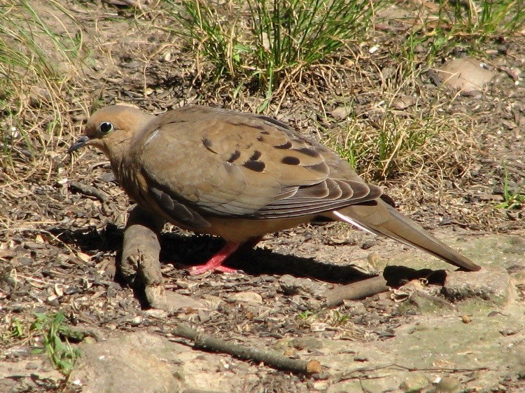 Mourning Dove - ML71196151