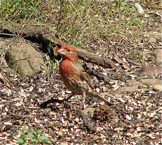 House Finch - ML71196171