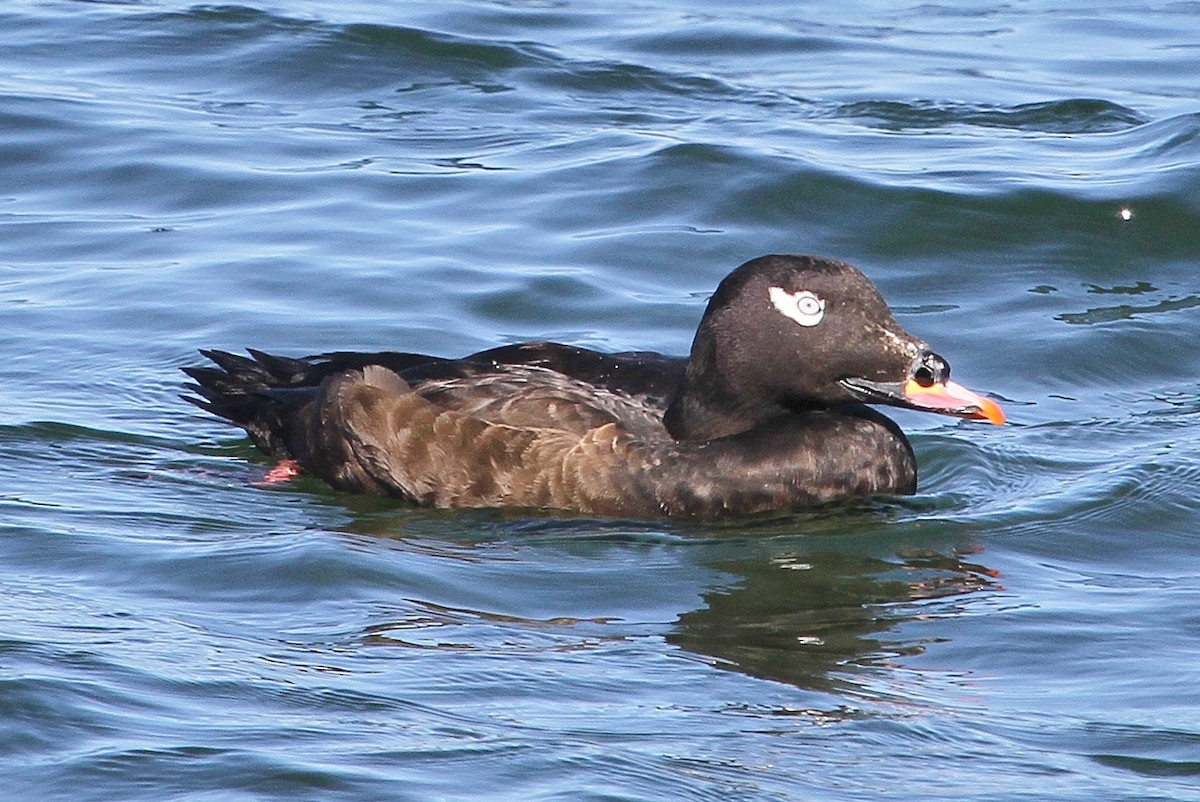 White-winged Scoter - ML71197171