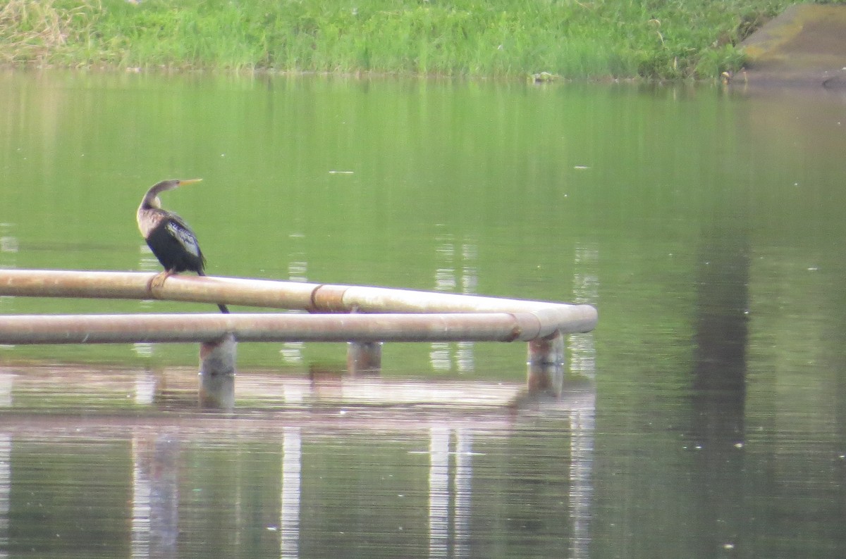 anhinga americká - ML71197781