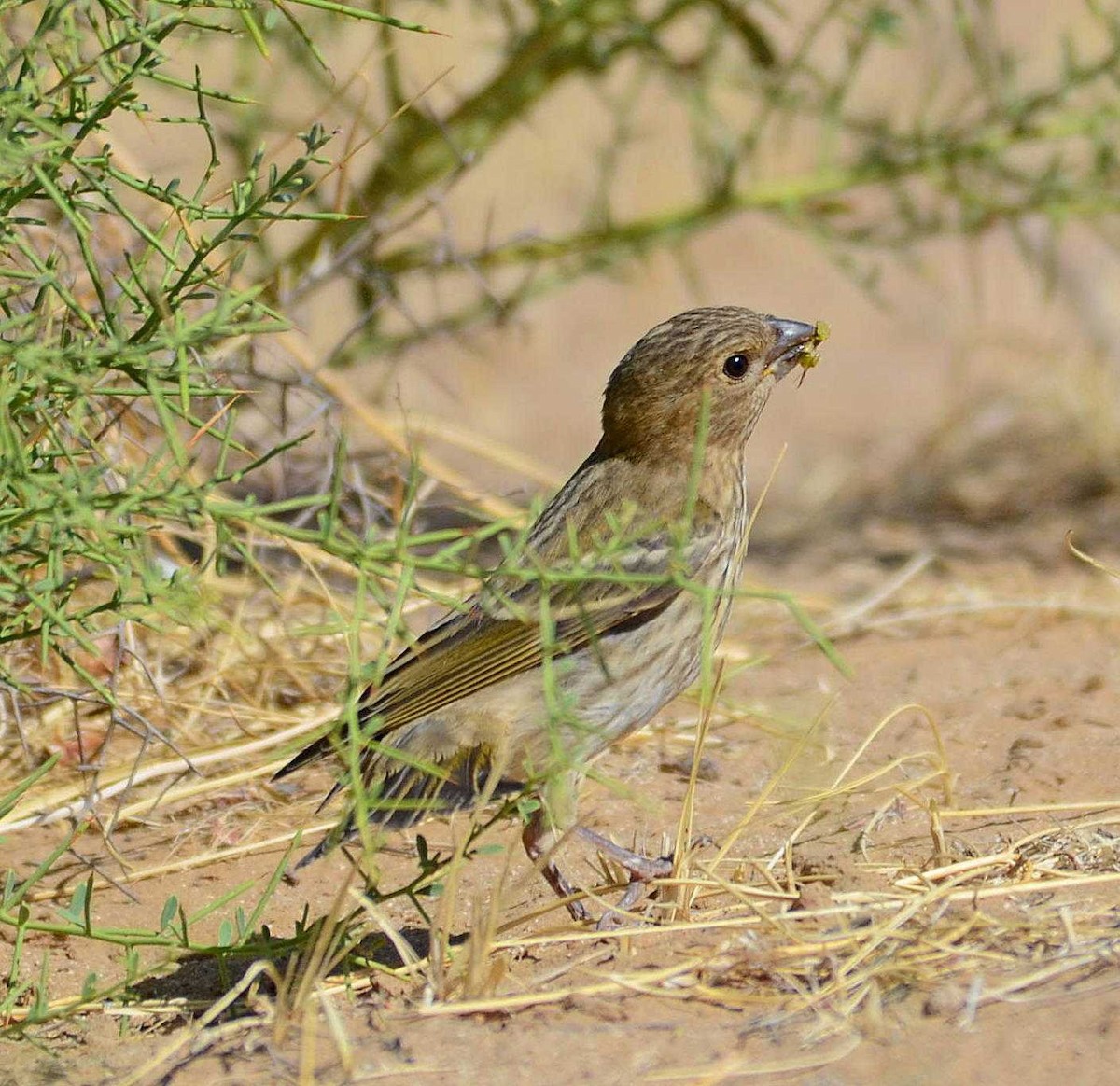Common Rosefinch - ML711990