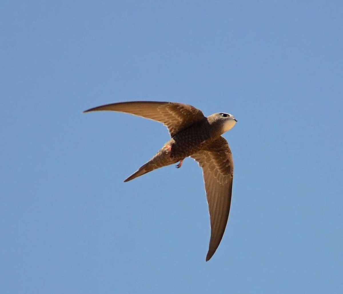 Common Swift - ML711991
