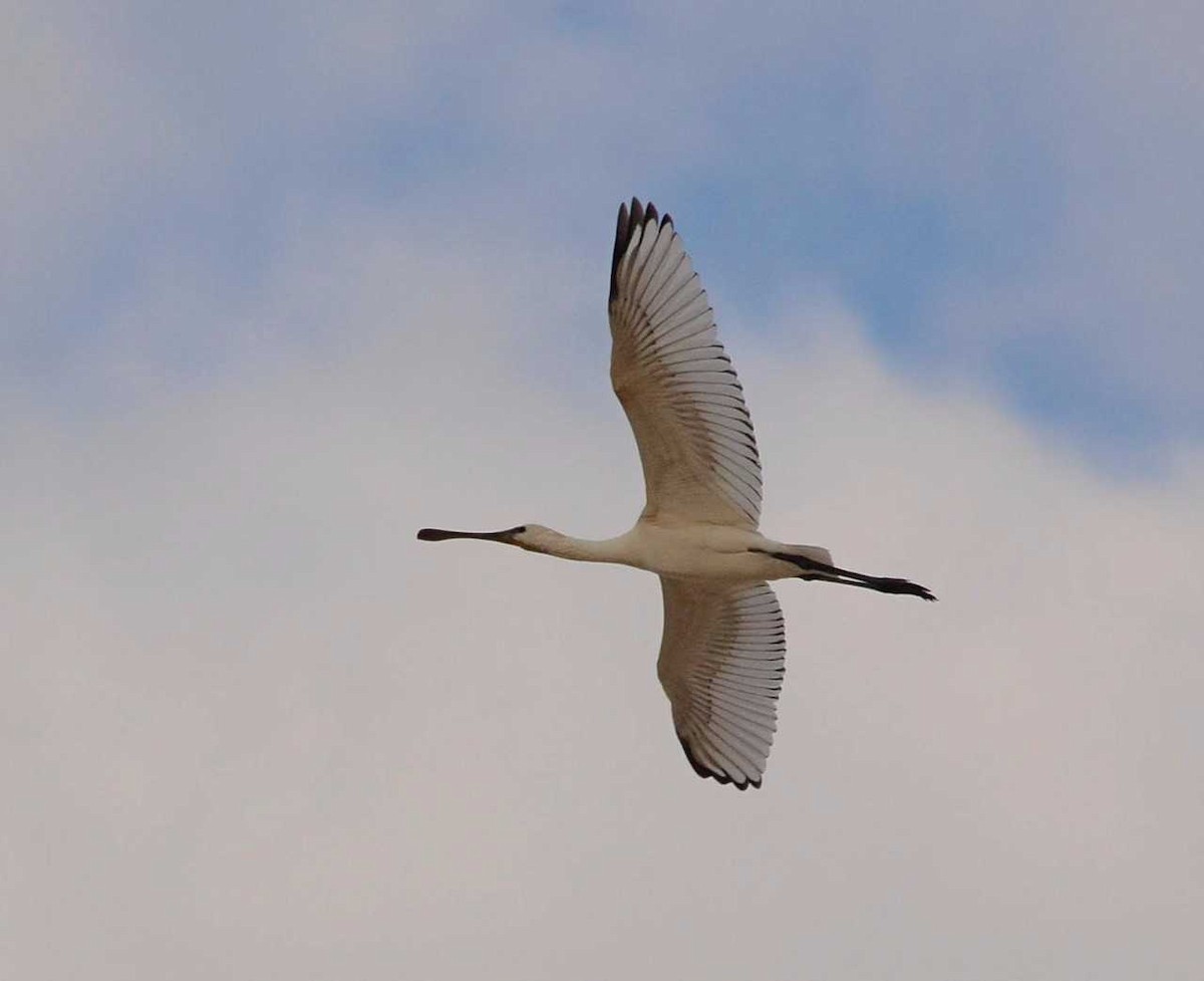 Eurasian Spoonbill - ML711992
