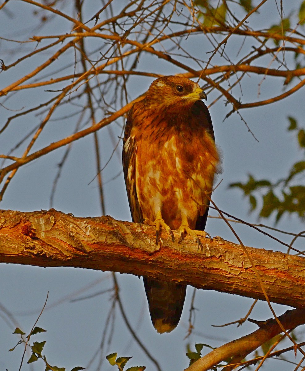 European Honey-buzzard - ML711993