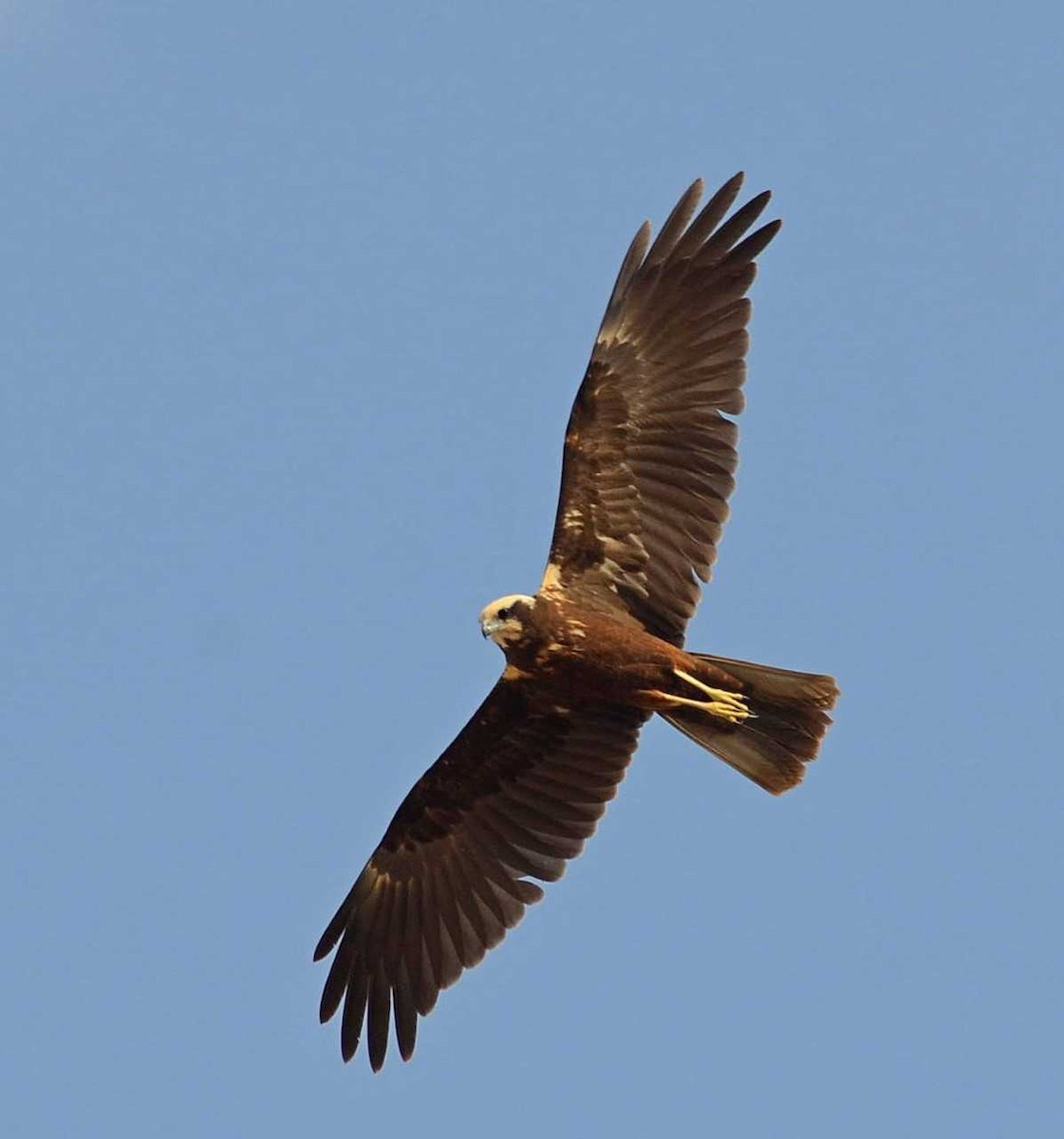 Western Marsh Harrier - ML711995