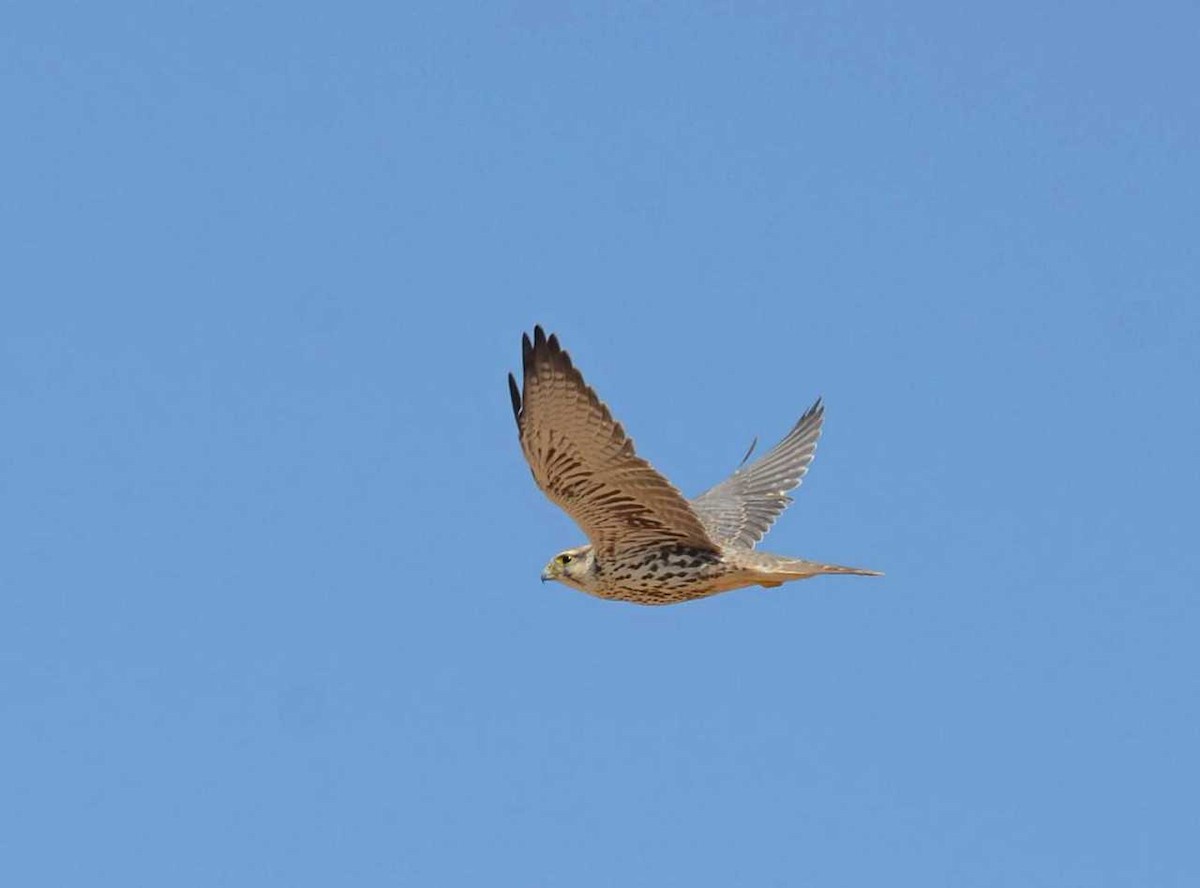 Saker Falcon - ML711996