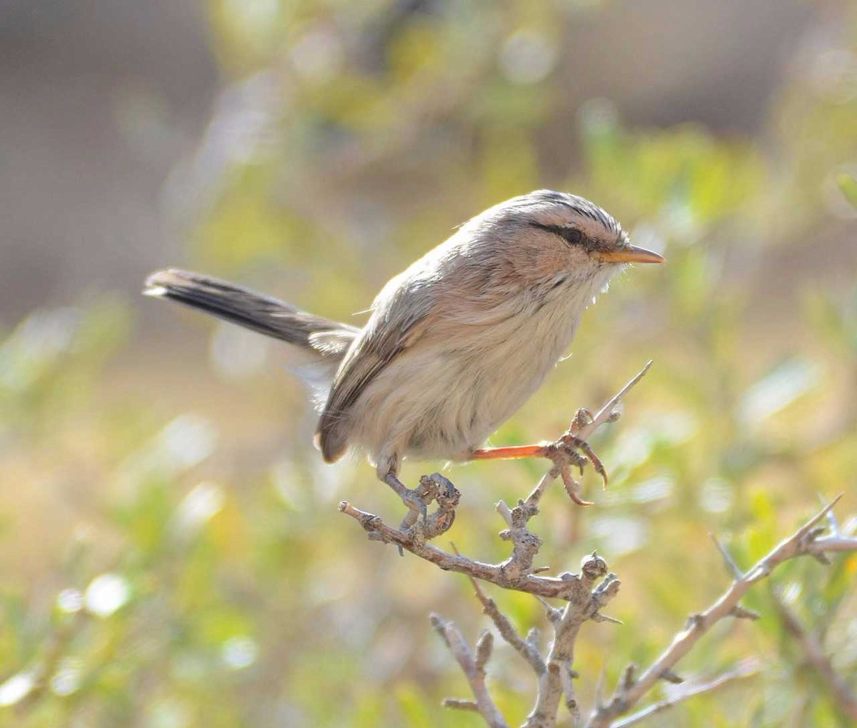 Scrub Warbler (Eastern) - ML711997