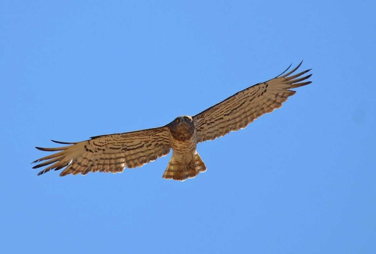 Short-toed Snake-Eagle - ML711998