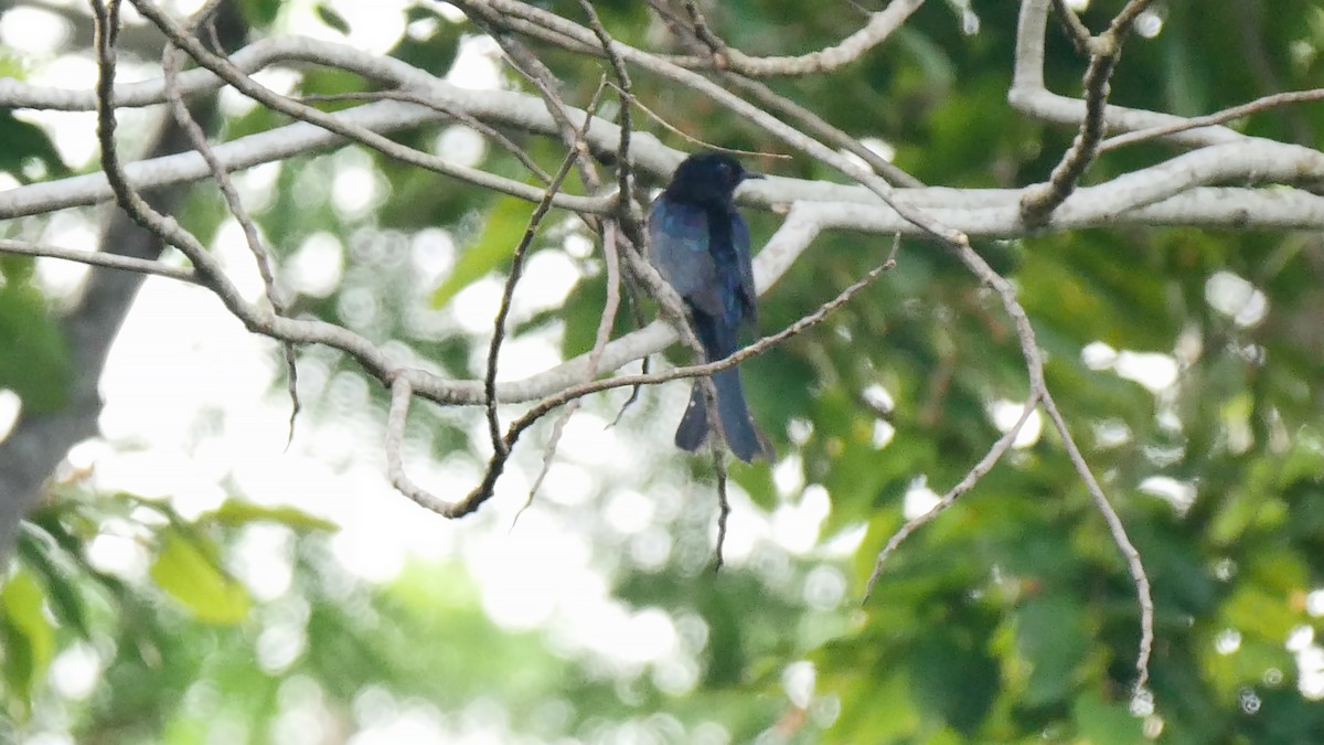 Cuclillo Drongo Moluqueño - ML712006