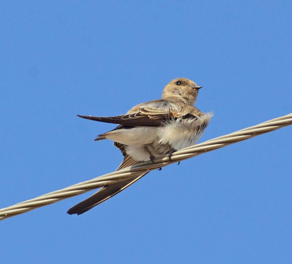 Bank Swallow - ML712009